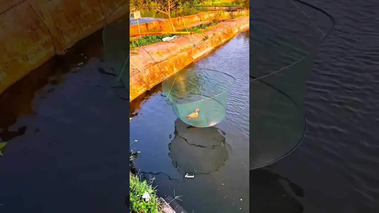بطة قديمة تُستخدم في صيد السمك!