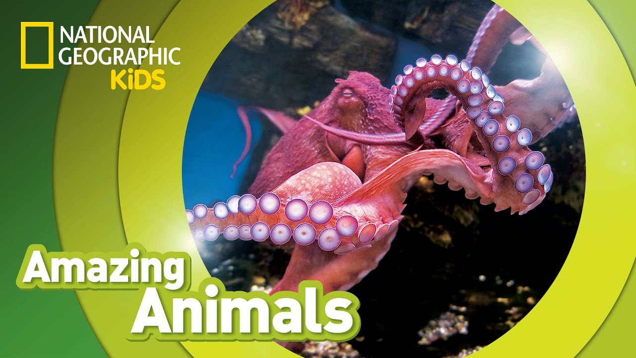 Amazing Facts About The Giant Pacific Octopus