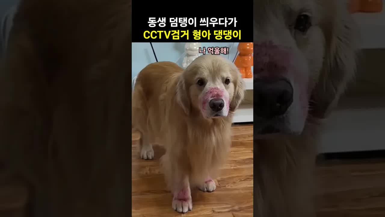 CCTV에 들킨 형아 댕댕이의 덤탱이 씌우기