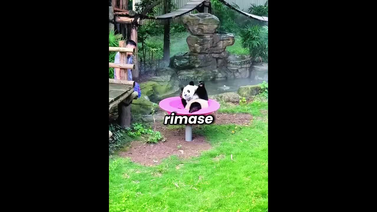 Il panda voleva solo essere capito