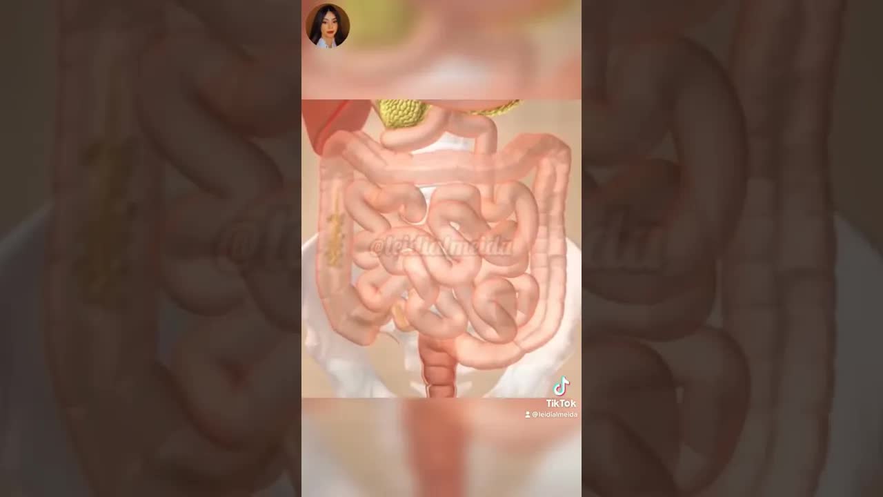O caminho do alimento no corpo humano