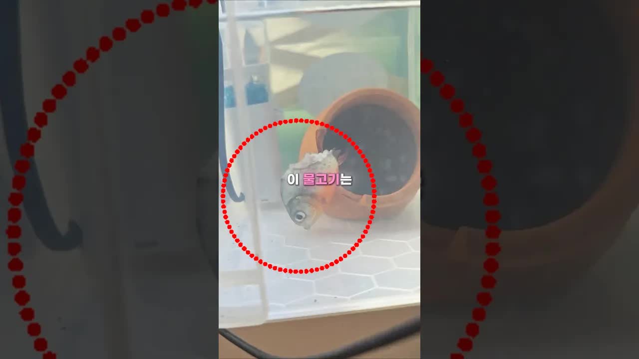포기하지 않은 물고기의 회복 이야기