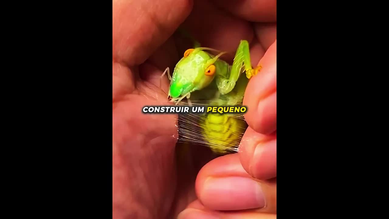 Inseto constrói ninho na mão de homem
