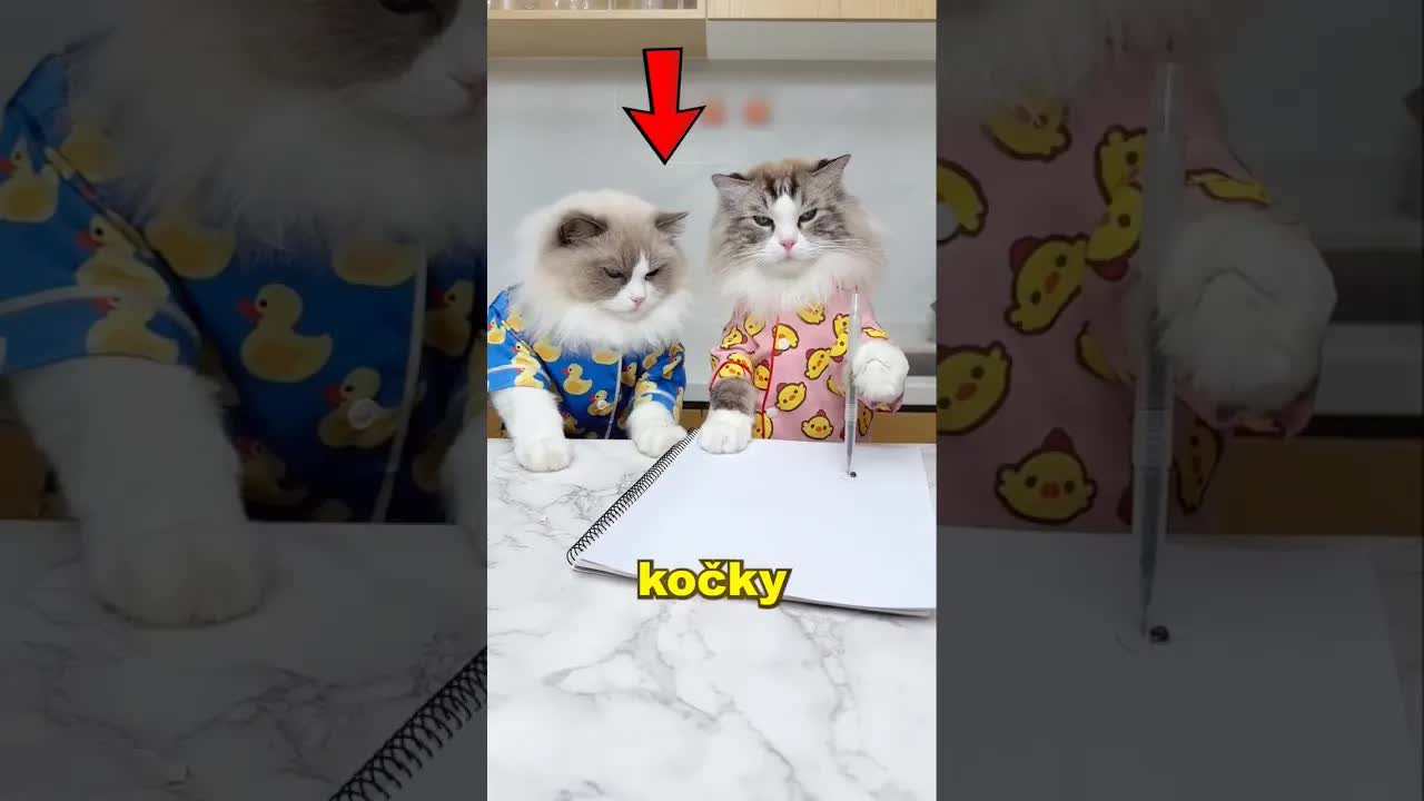 Kočky chytají berušku fixem