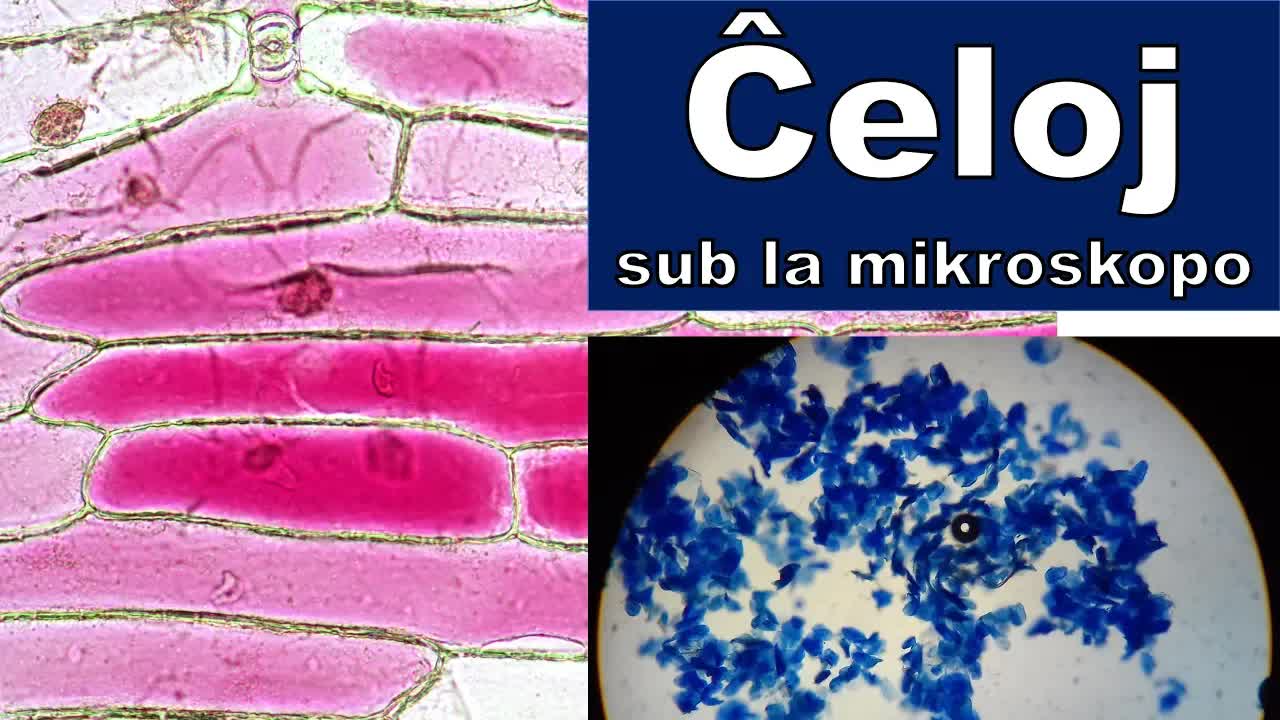 Mi instruis pri ĉeloj sub mikroskopo