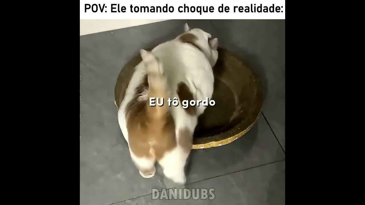O gato que descobriu que está gordo