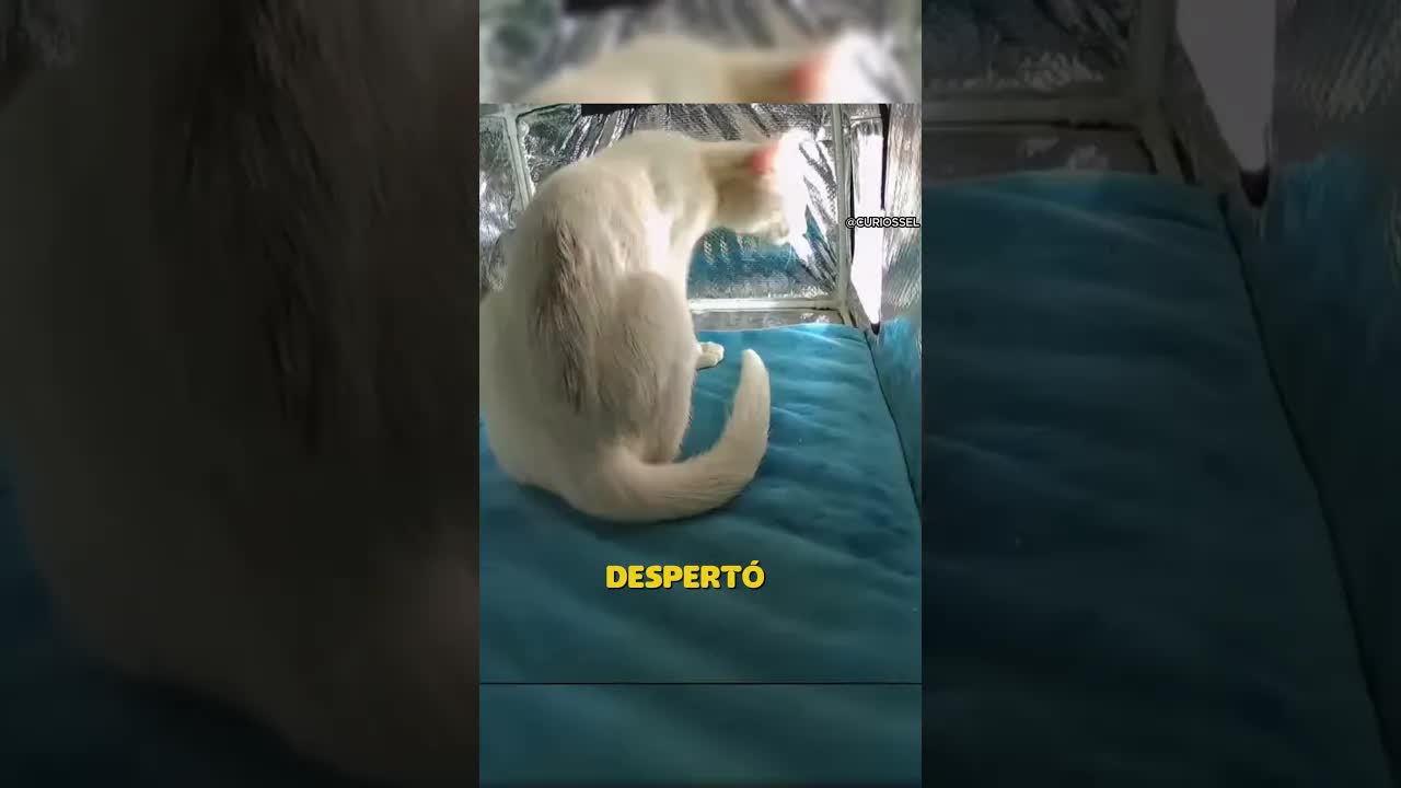 Gatito encuentra refugio contra la lluvia