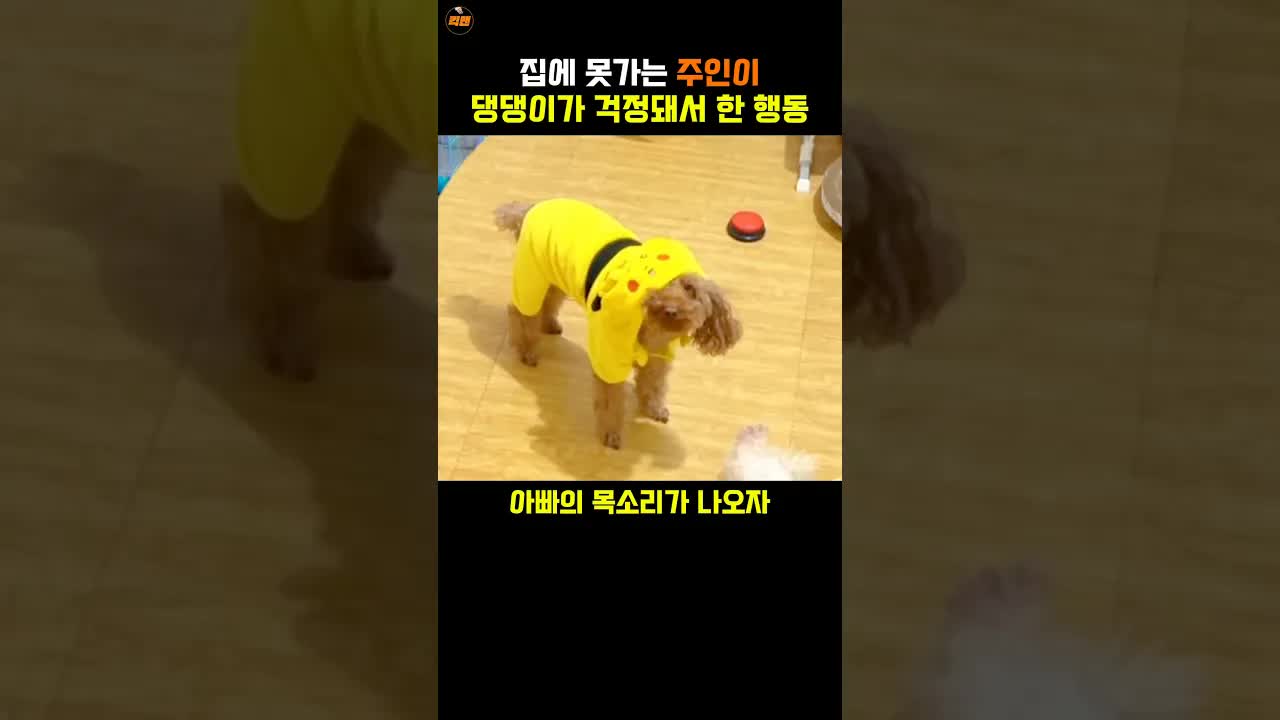 아빠 목소리에 집으로 도망간 강아지 송이