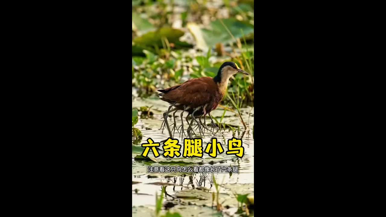 看起來像怪物 實際是最強鳥爸爸