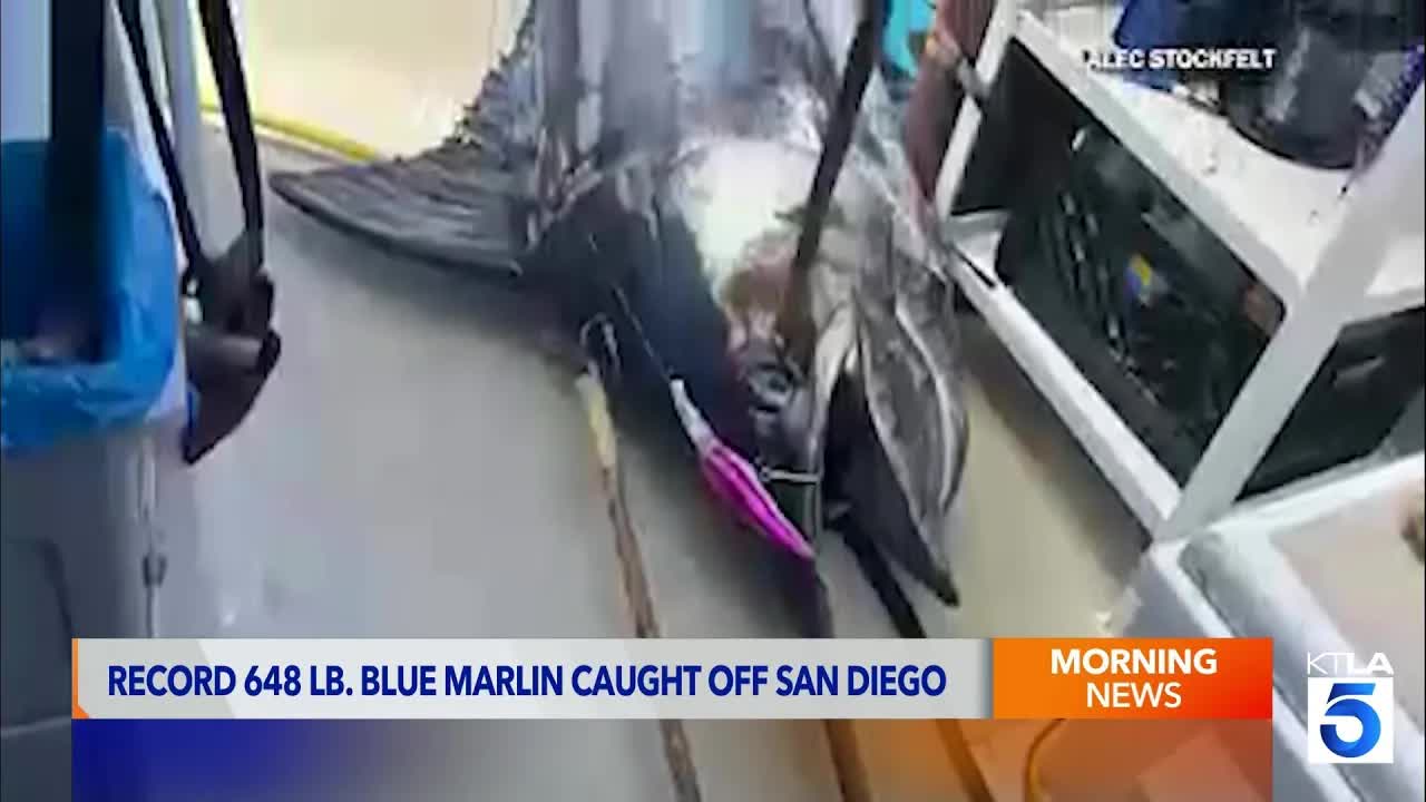 Record-Breaking 648-Pound Blue Marlin Caught Off San Diego