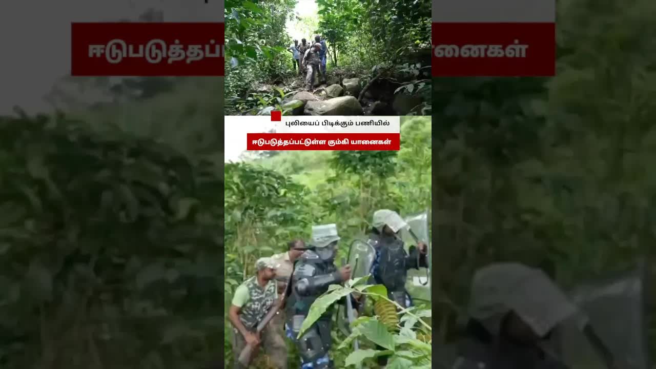 நீலகிரியில் புலியைப் பிடிக்க கும்கி யானைகள் பயன்படுத்தப்படுகின்றன