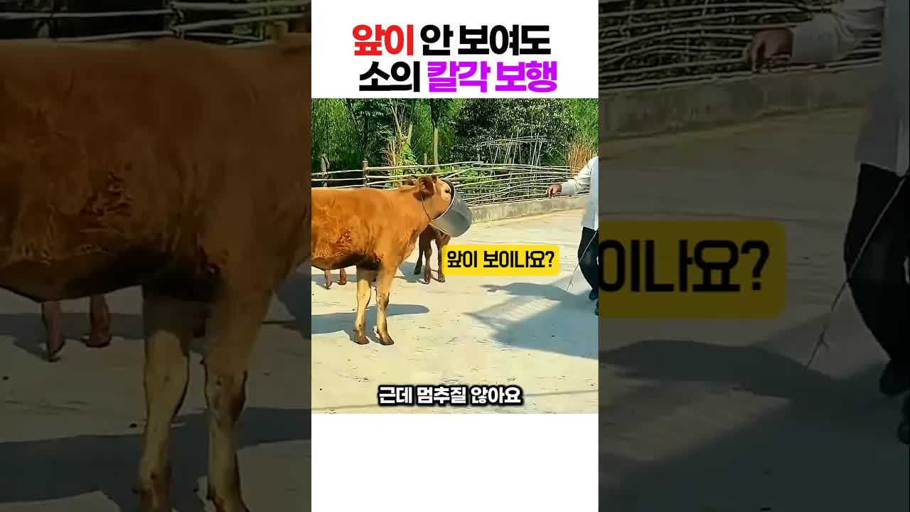 양동이 헬멧 쓴 아기 소의 마이웨이 산책