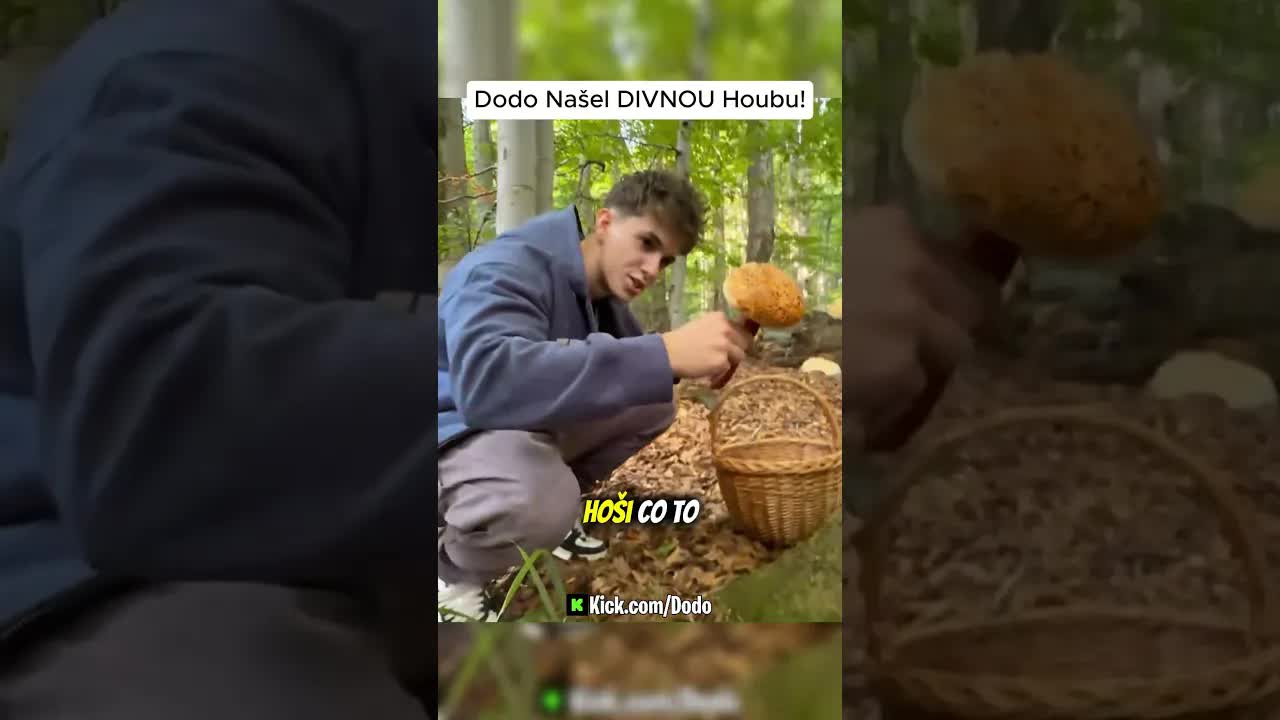 Co je za divnou houbu v lese?