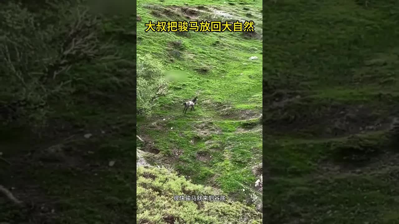 大叔放生骏马回归大自然