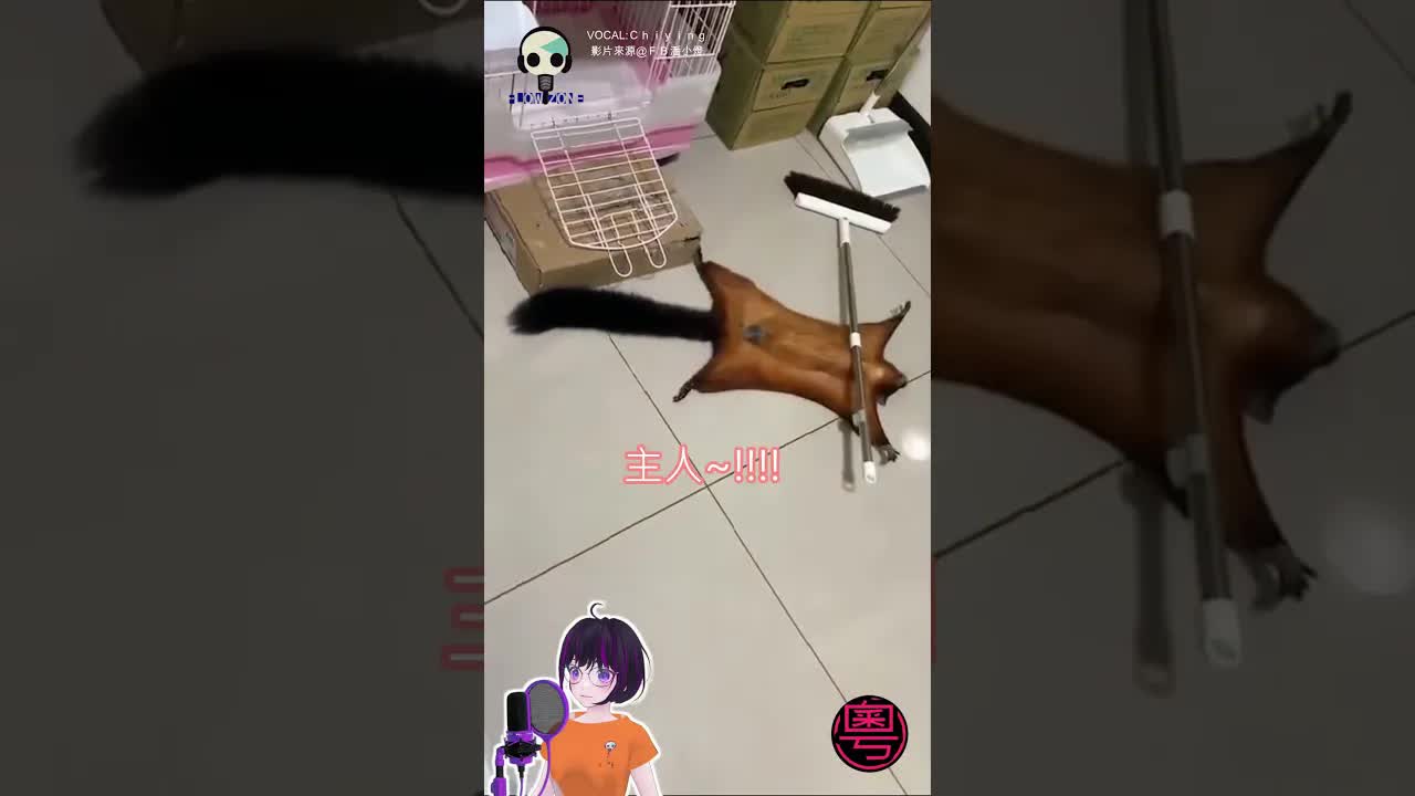 搞笑松鼠配音：主人你攞藤條啦！
