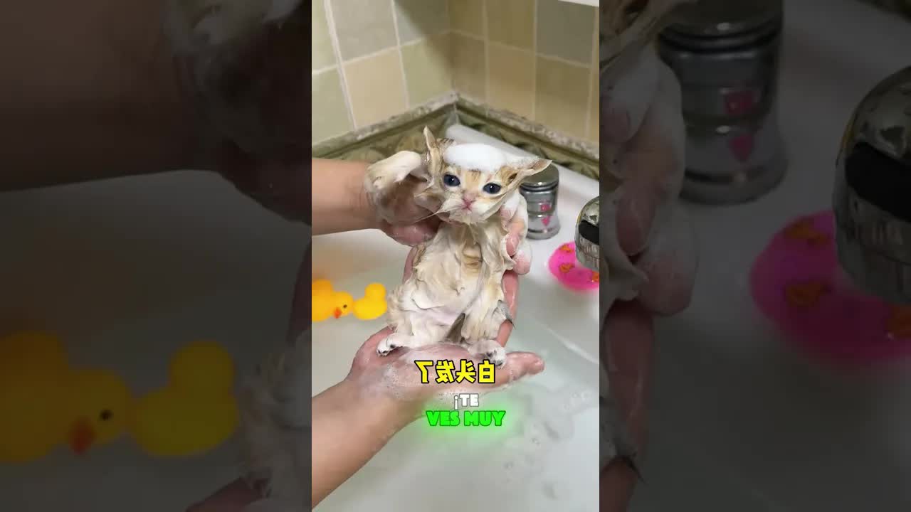 El primer baño de mi gatito