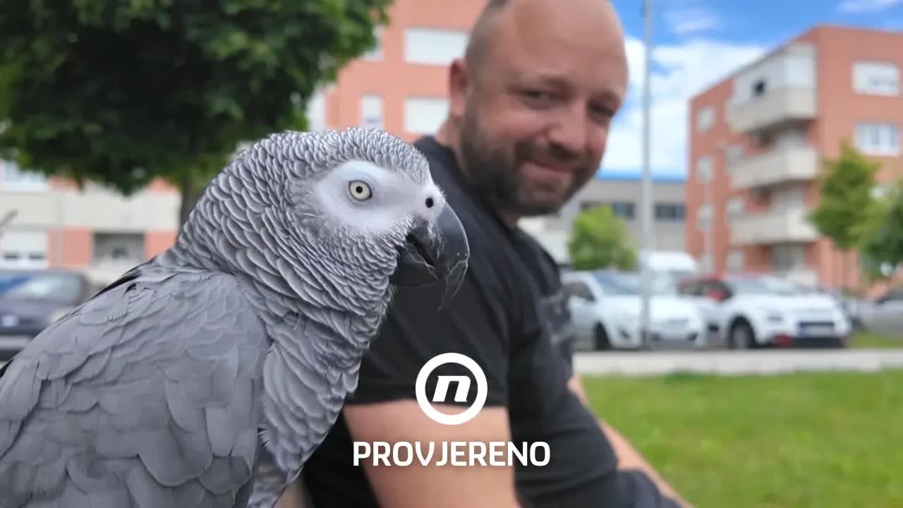 Žak, papiga koja priča i osvaja internet