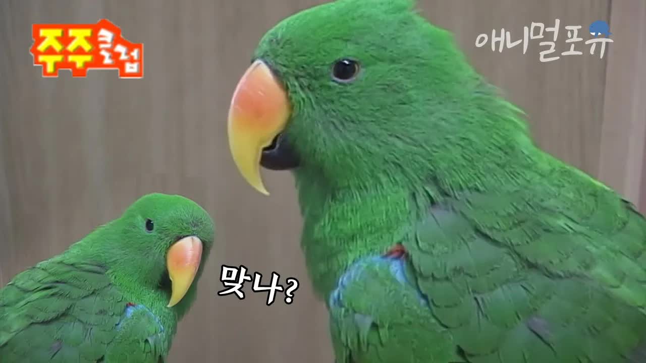 부산에 사는 앵무새 제리의 일상