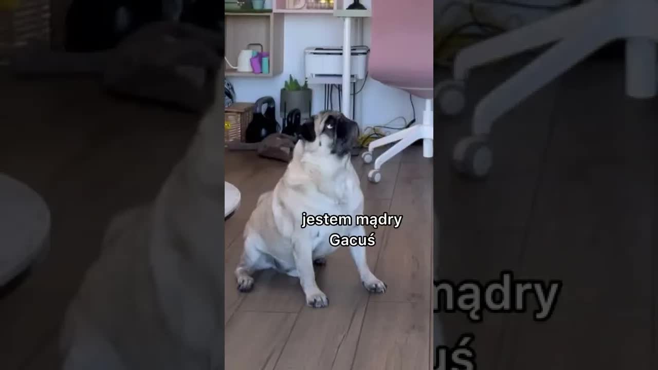 Jakie sztuczki zna mój pies Gacuś?