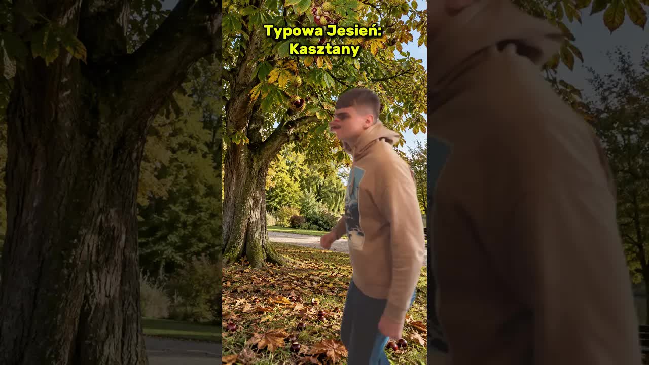 Typowa jesień: Kasztany z drzewa