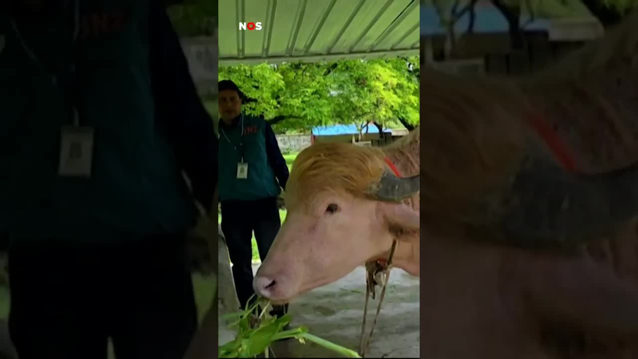 Buffel met kapsel van Trump blijft leven