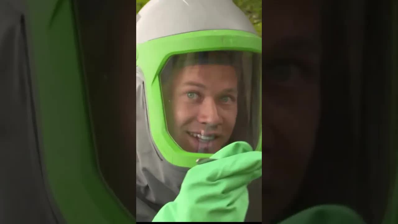 De eikenprocessierups en zijn gevolgen