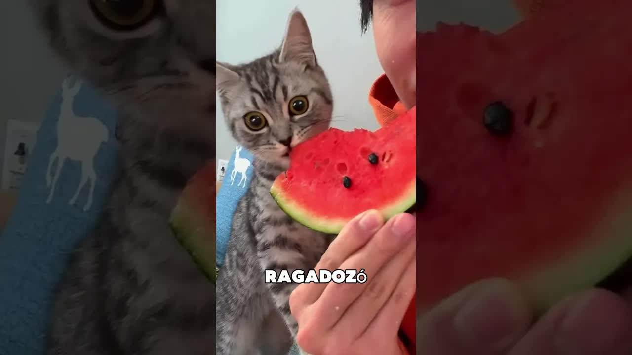 Ne bízz a macskádban, ha így néz rád