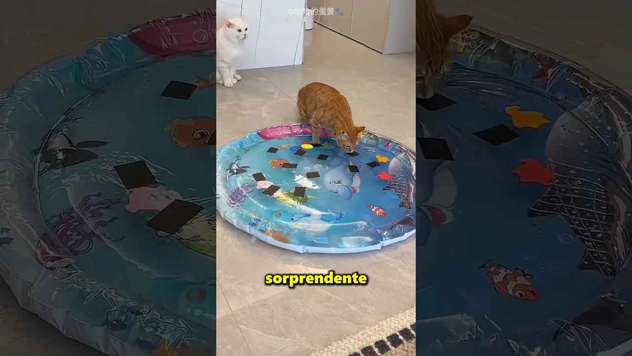 Por qué no debes comprar una cama de agua para tu gato