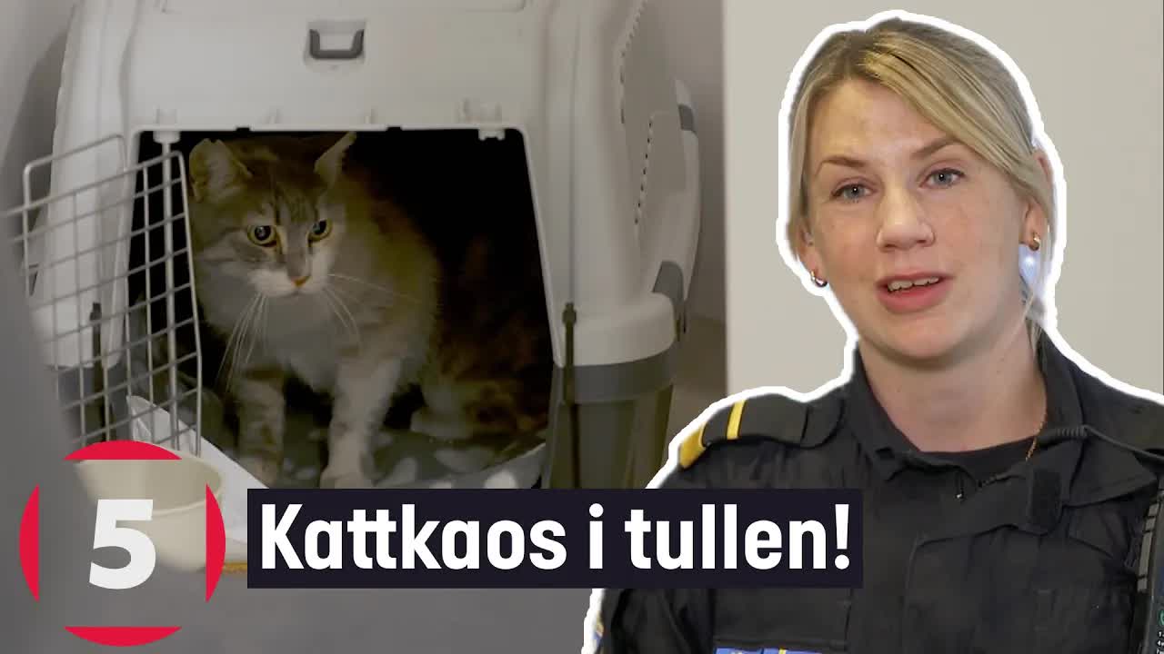 Gränsbevakarna: Kattkaos i tullen