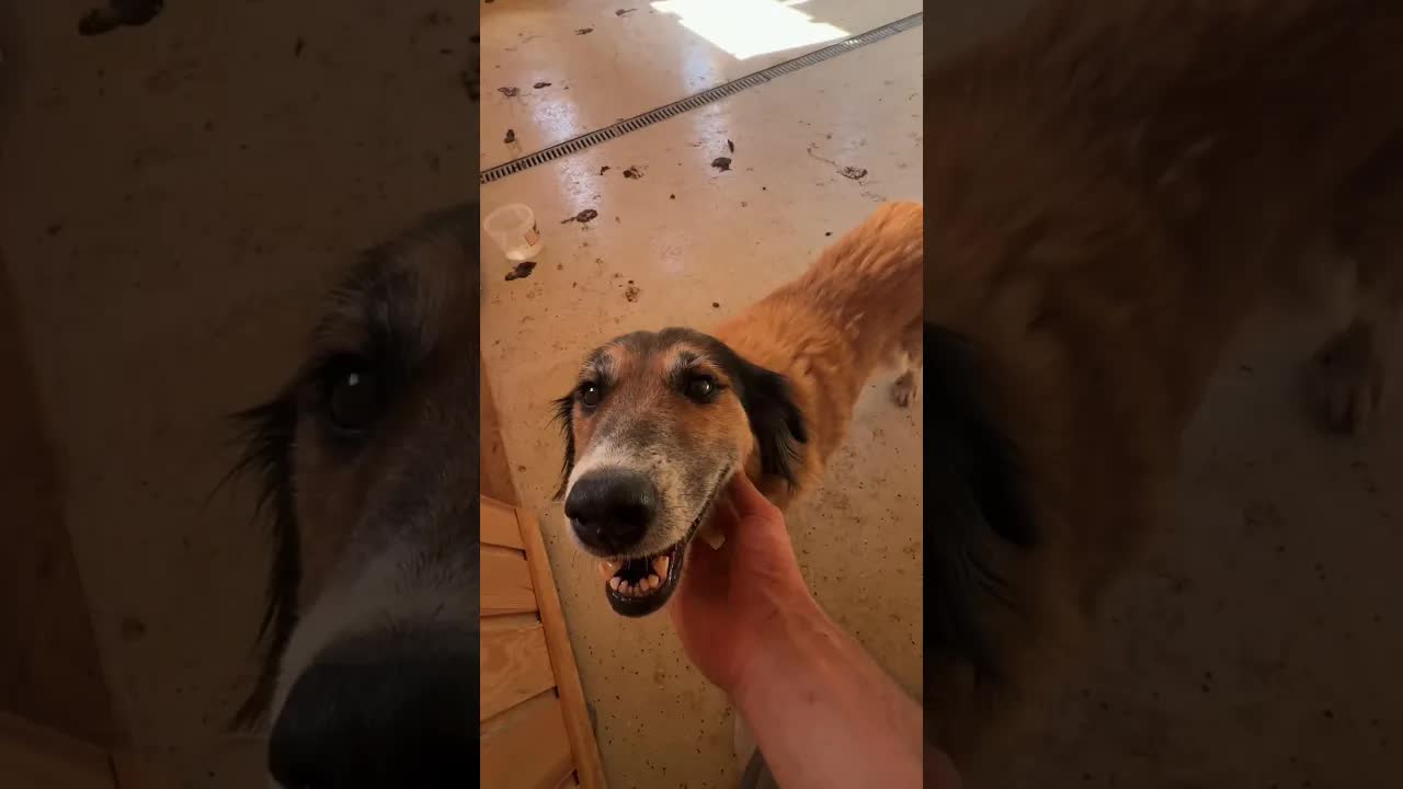 Ich wurde von einem Hund gebissen – und wie es weiterging
