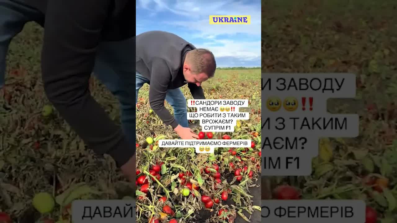 Гниє помідор: підтримайте українського фермера