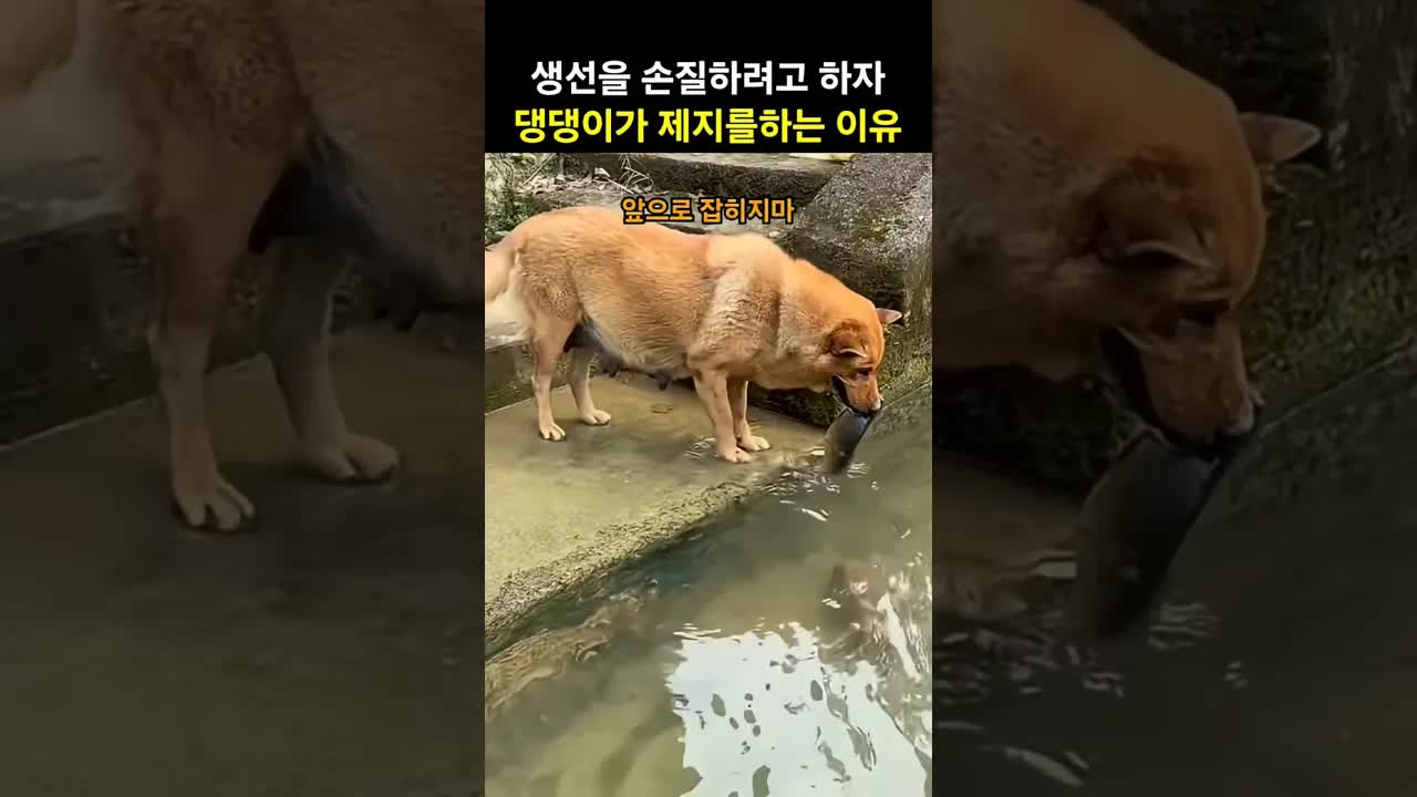 강아지가 물고기 손질을 제지하는 감동적인 이유
