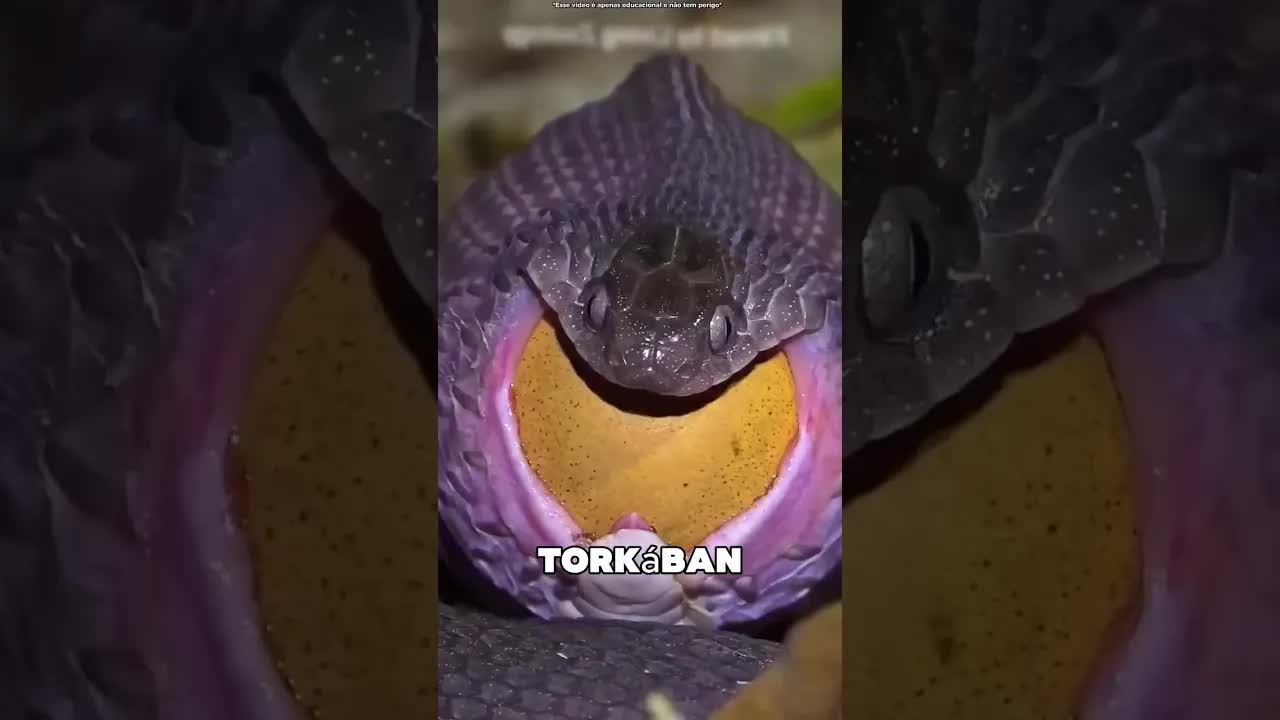 Ez a kígyó csak tojásokat eszik
