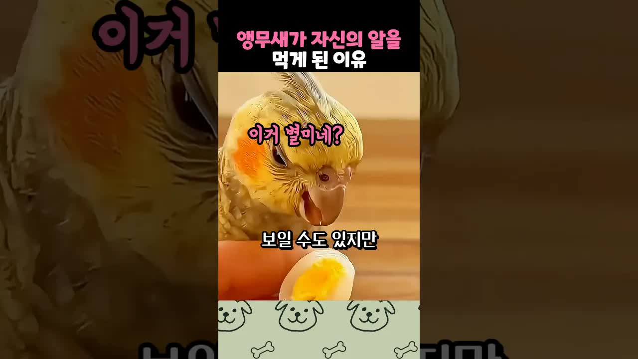 엄마가 되고 싶었던 앵무새 이야기