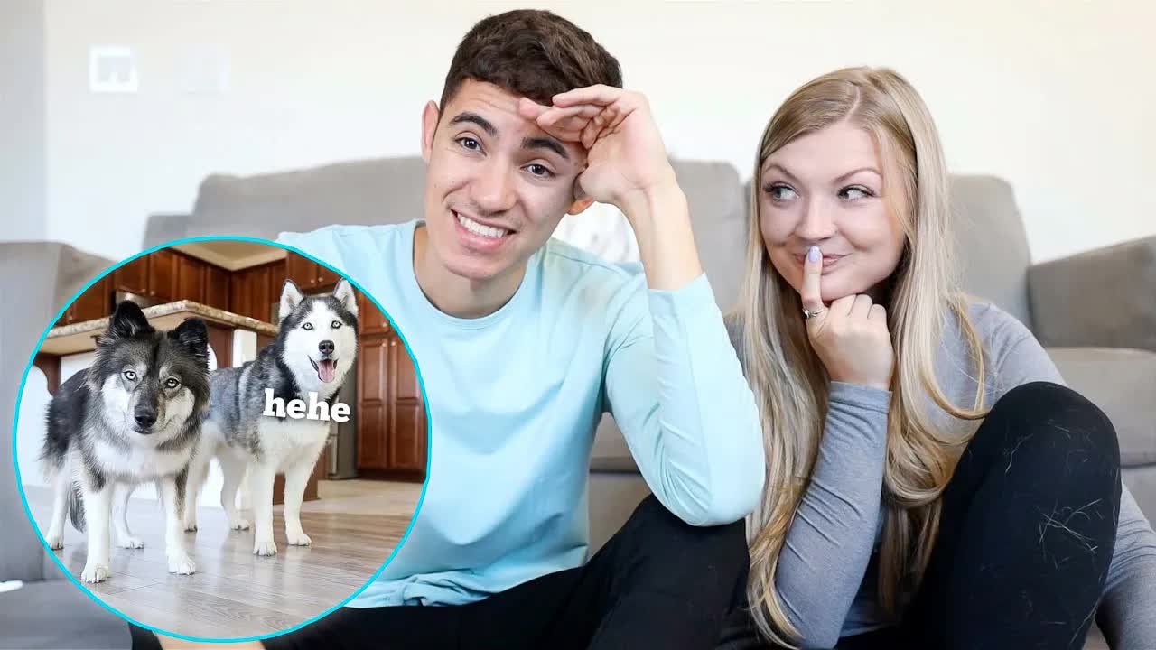 How Much Our Two Huskies Really Cost Per Month