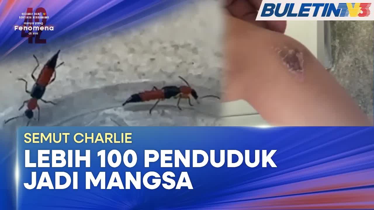 Serangga Berbisa Serang Penduduk Terengganu