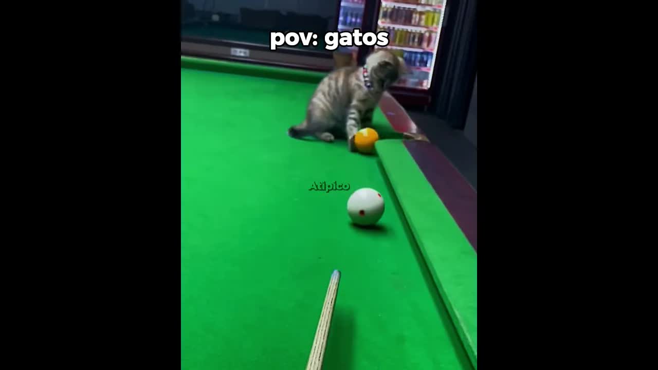 Gato nadando de ré vira piada