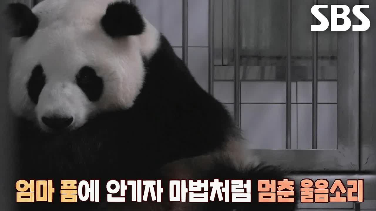 아이바오의 세 번째 출산, 2시간 산고 끝에 쌍둥이 출산