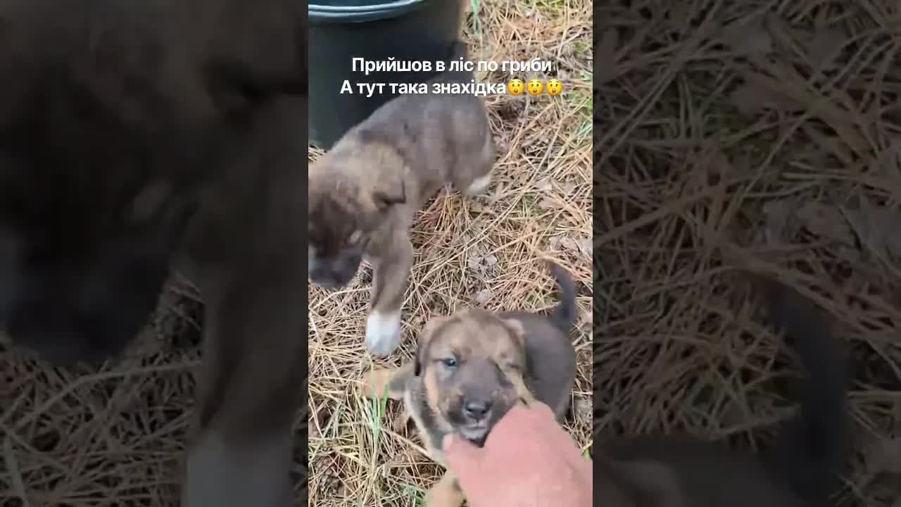 Збір грибів у лісі: знахідка рижиків