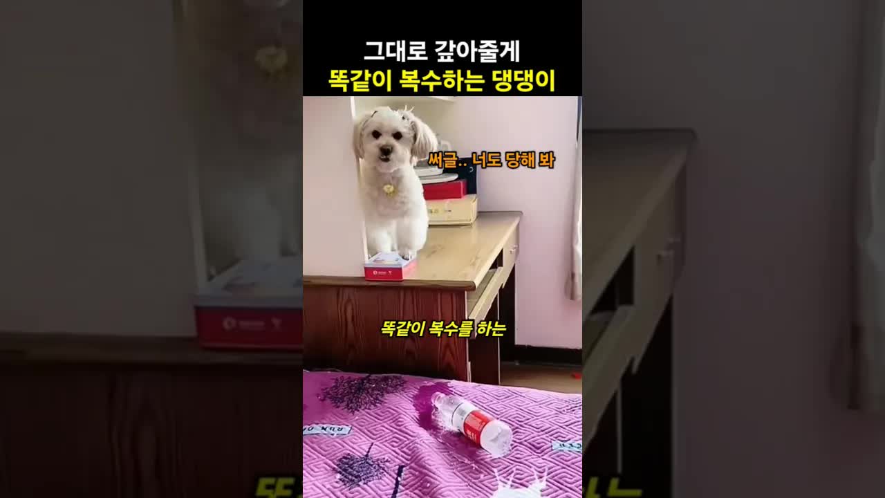 물을 흘린 주인에게 똑같이 복수하는 댕댕이