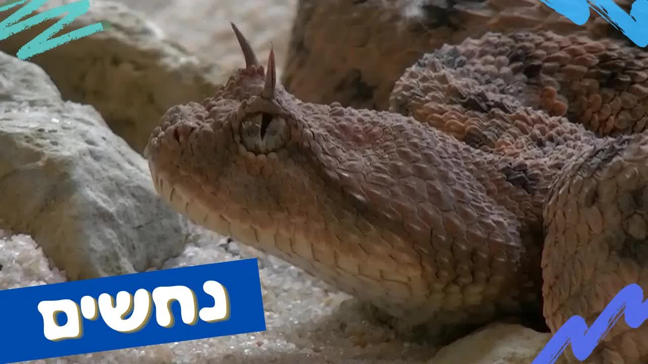 נחשים לילדים – לומדים על זוחלים בצורה כיפית