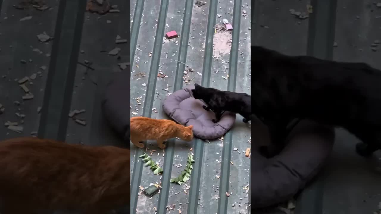 Помощь уличным котикам: мило и тепло