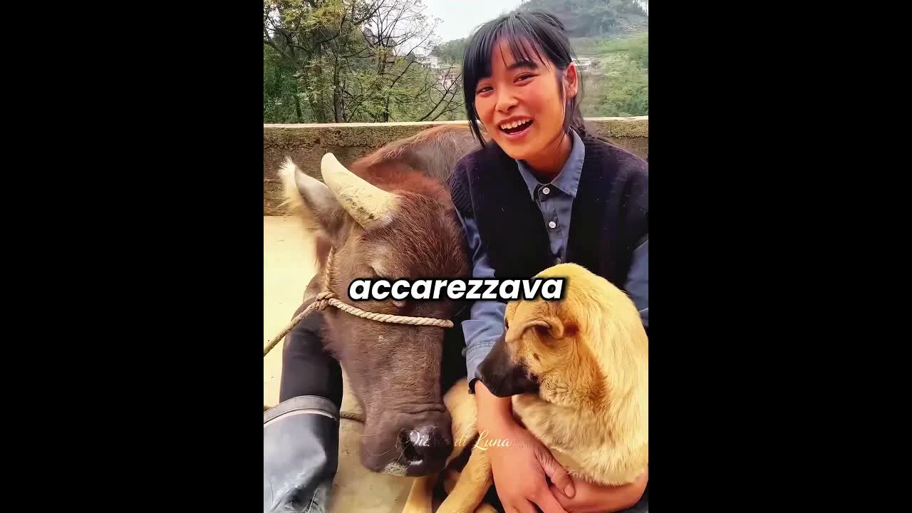 La mucca che correva dalla sua padrona