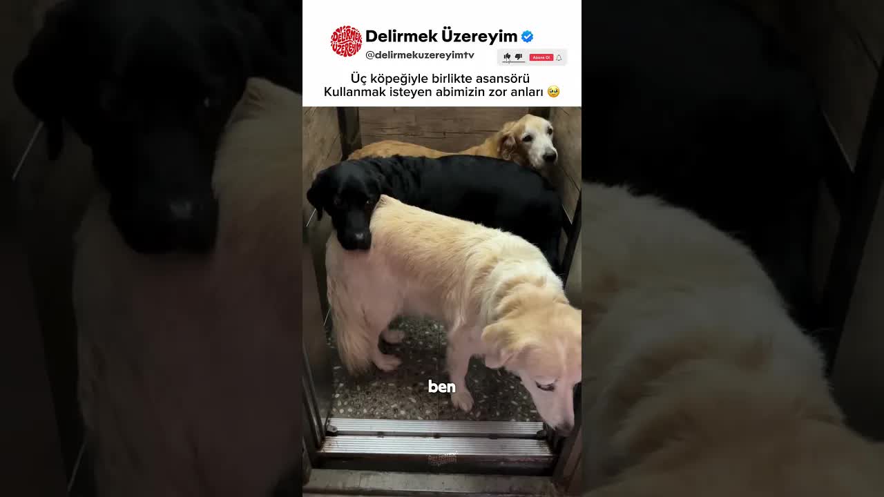 Köpeklerle Asansöre Binme Deneyimi