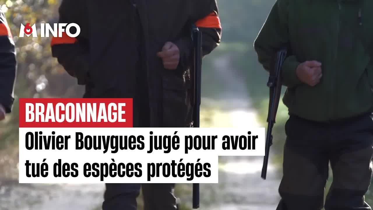 Olivier Bouygues jugé pour destruction d'espèces protégées