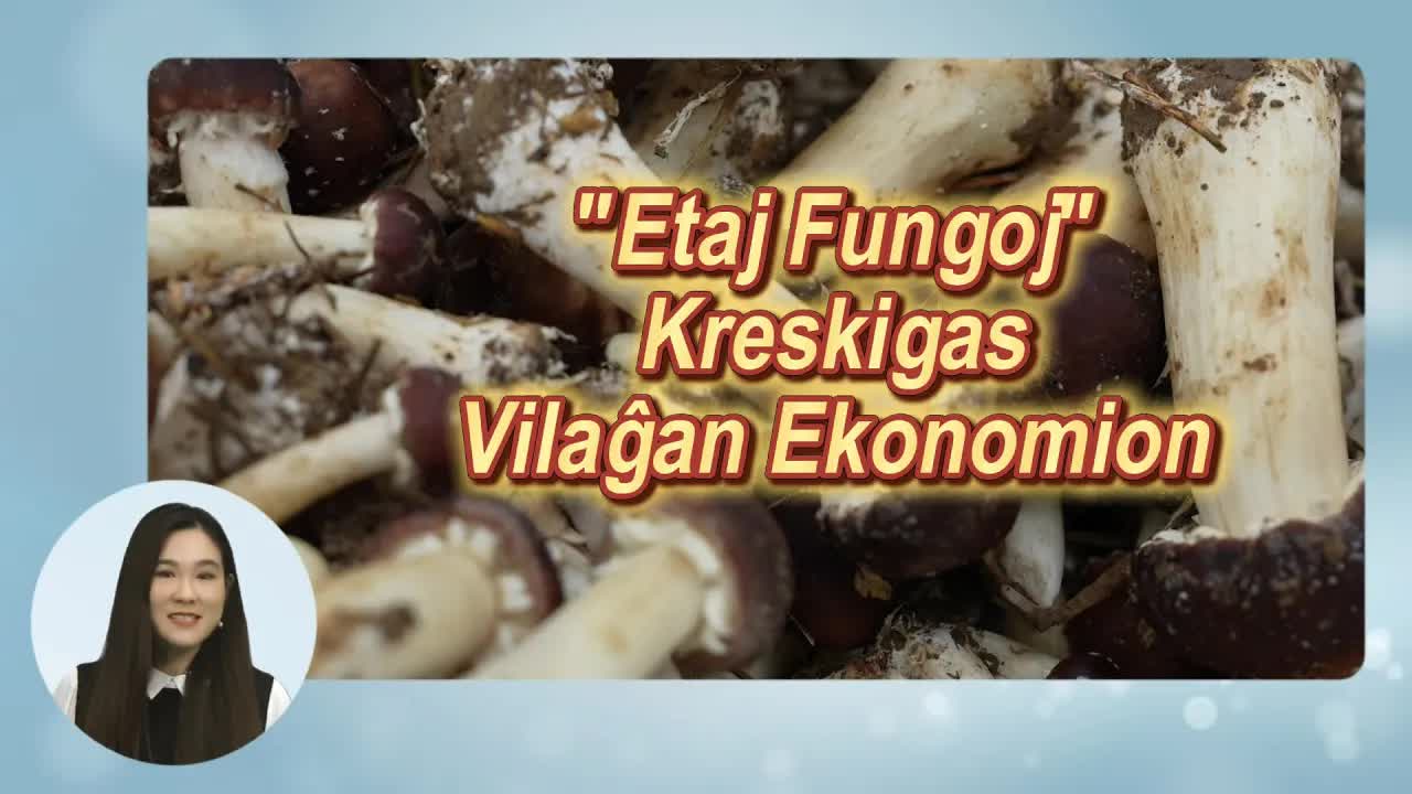 Fungoj en Ĉinio: Revigligo de Kamparo