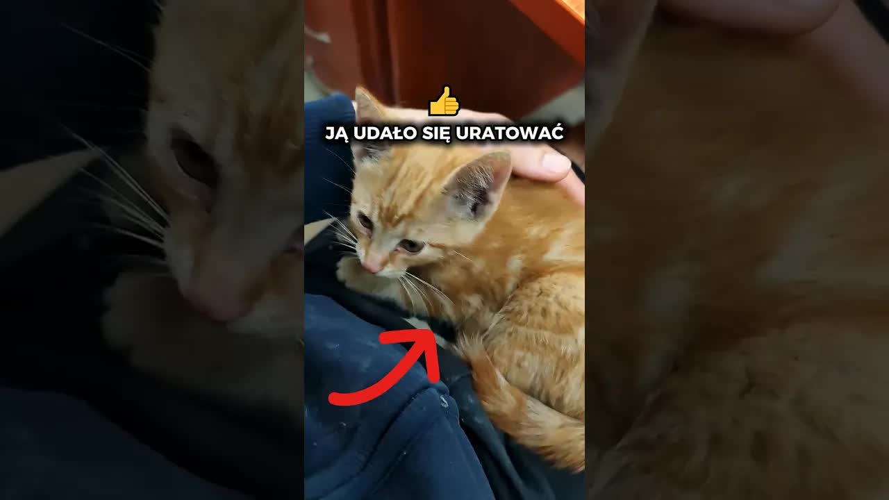 Historia uratowania koteczka Kaszmir