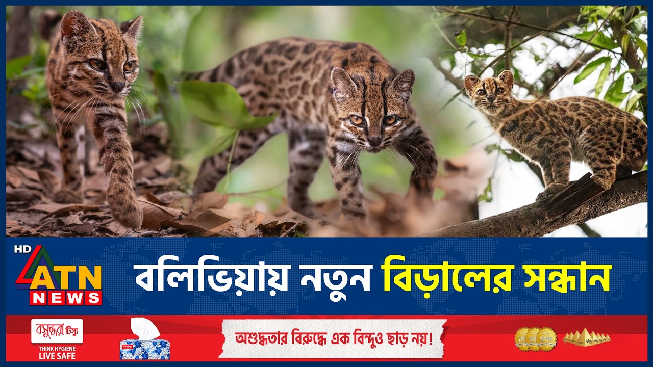 বলিভিয়ায় নতুন বিড়ালের প্রজাতি আবিষ্কার