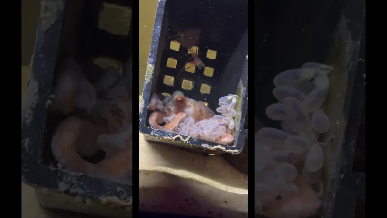 Call Your Mom After Watching Octopus Eggs Hatch