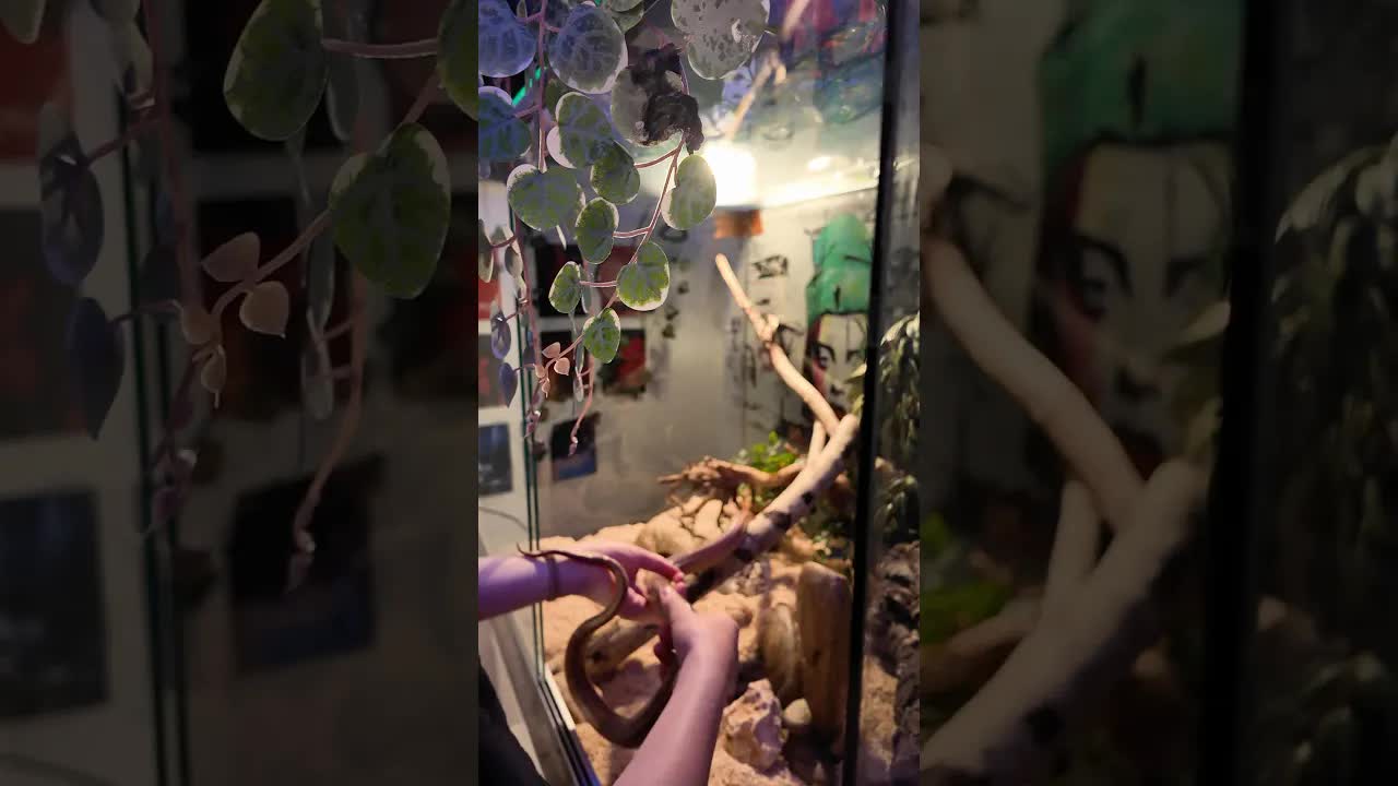 Inredning av terrarium med ny orm